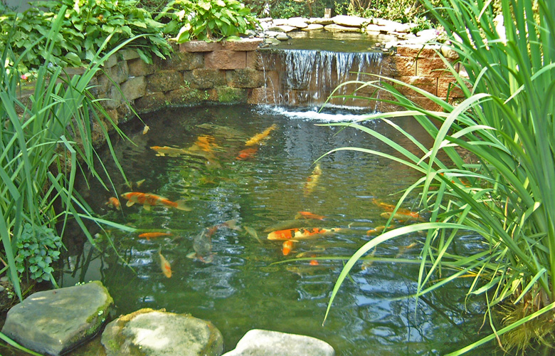 Ultraviolet Water Purifier Can Keep Your Pond Clear