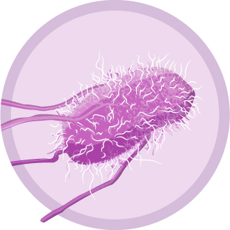 An Image of Salmonella