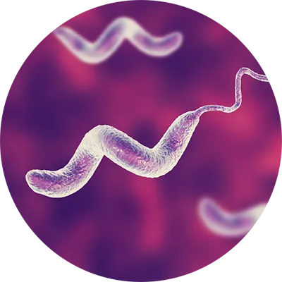 Campylobacter bacteria