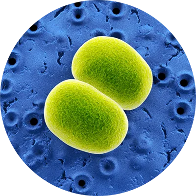 Staphylococcus epidermis bacteria