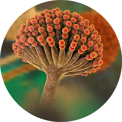 Aspergillus mold