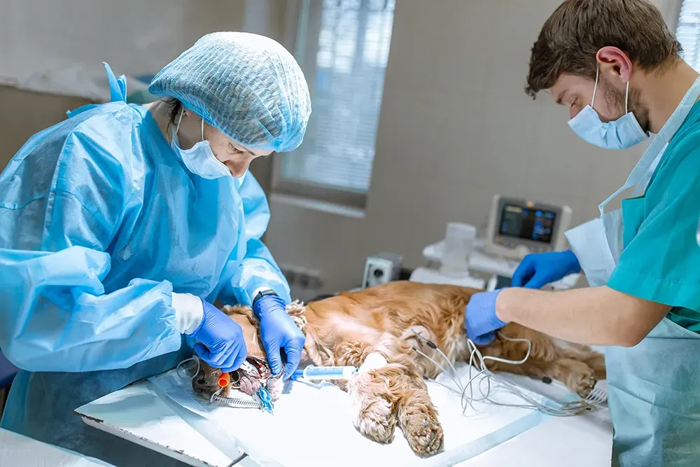 Veterinary doctor operating on cat