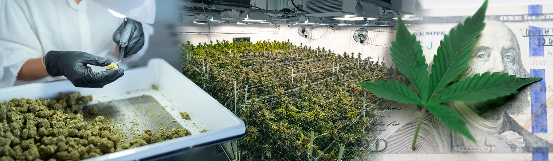 Cannabis cultivation lab, growing room, and leaf with $100 bill