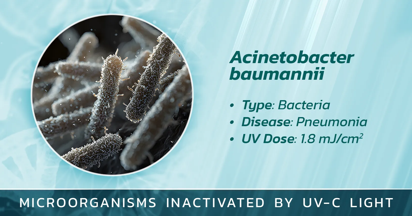 Acinetobacter baumannii is Inactivated by Germicidal UV Light