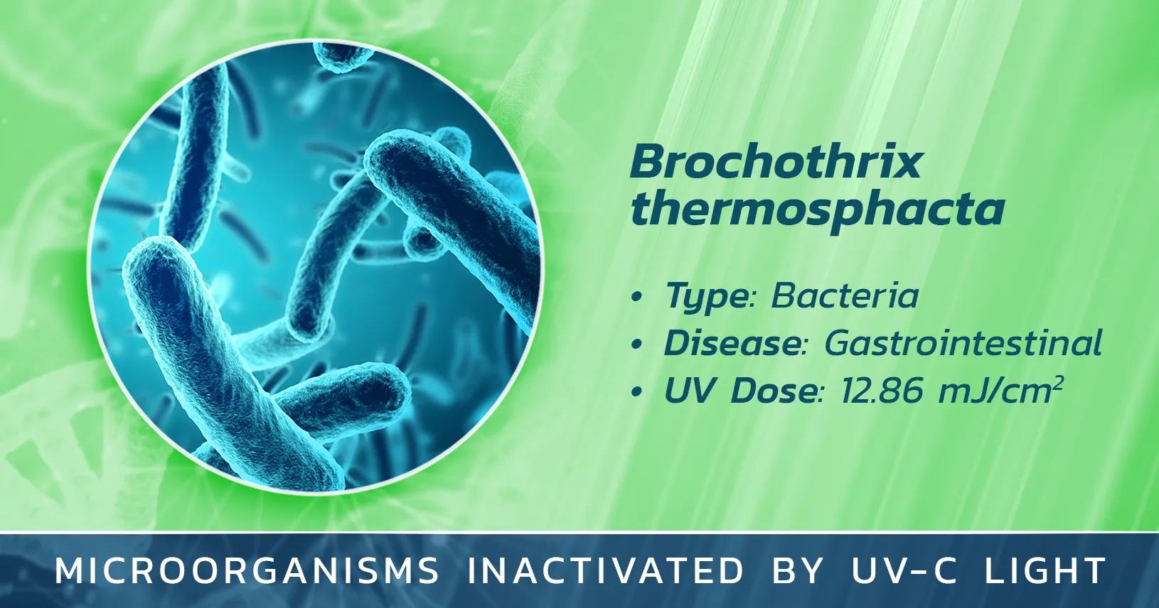 Brochothrix thermosphacta is Inactivated by Germicidal UV Light