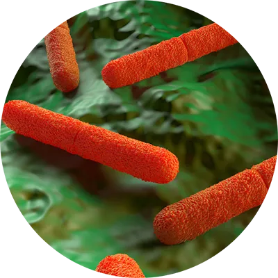 Clostridium botulinum