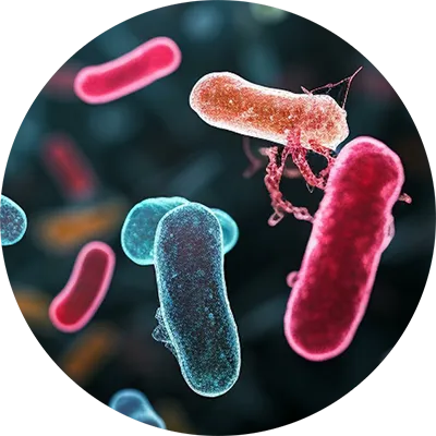 Clostridium perfringens