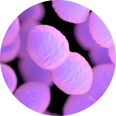 Enterococcus faecalis