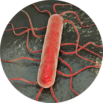 Listeria