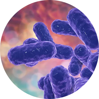 Serratia marcescens
