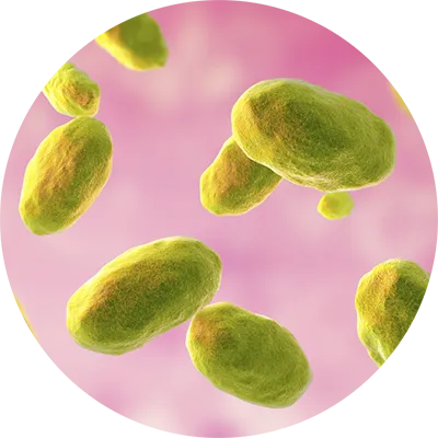 Yersinia