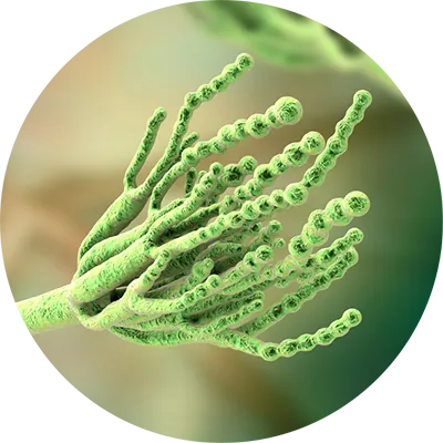 Penicillium mold