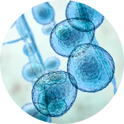 Candida auris