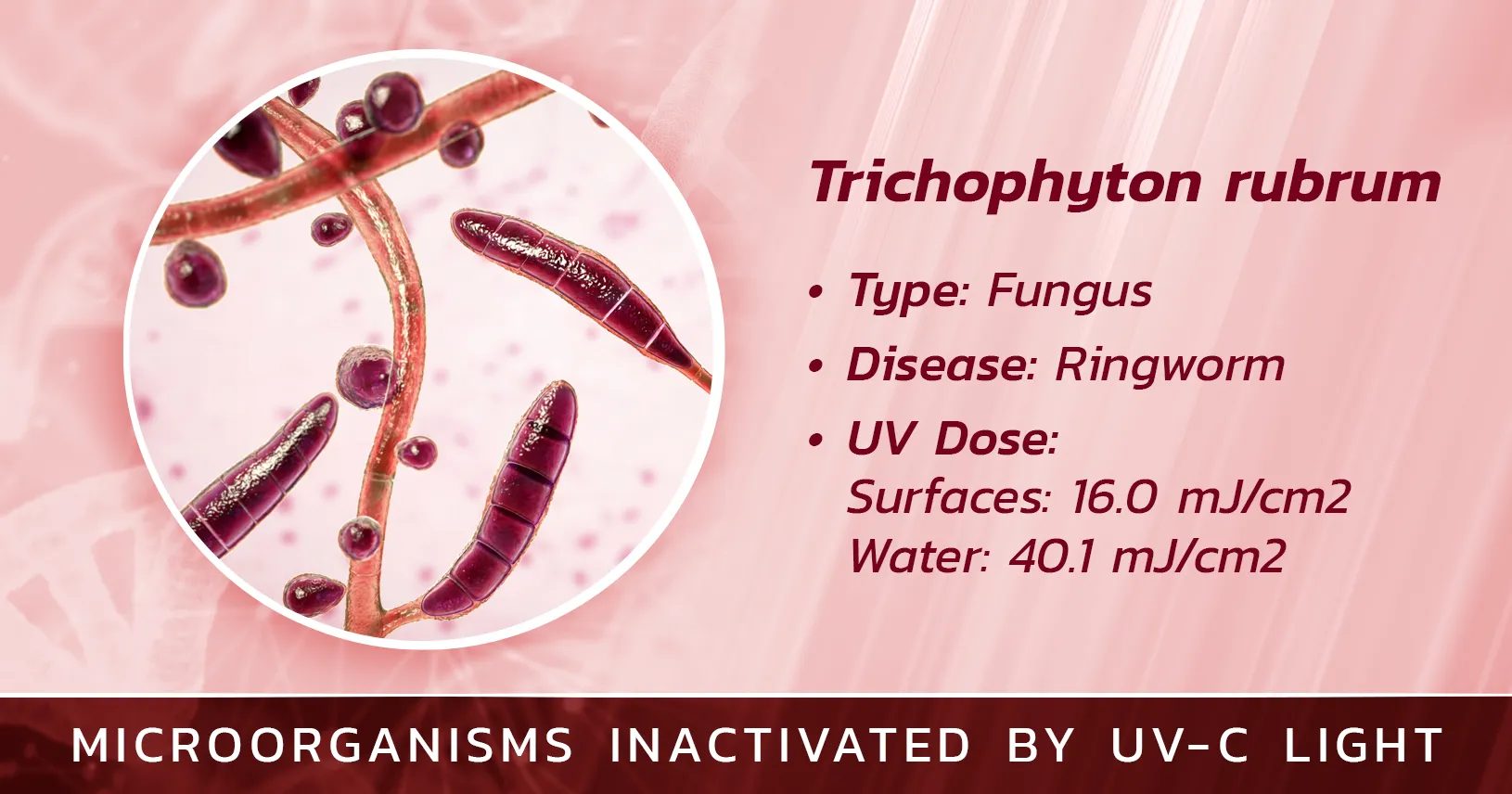 Trichophyton rubrum is Inactivated by Germicidal UV Light