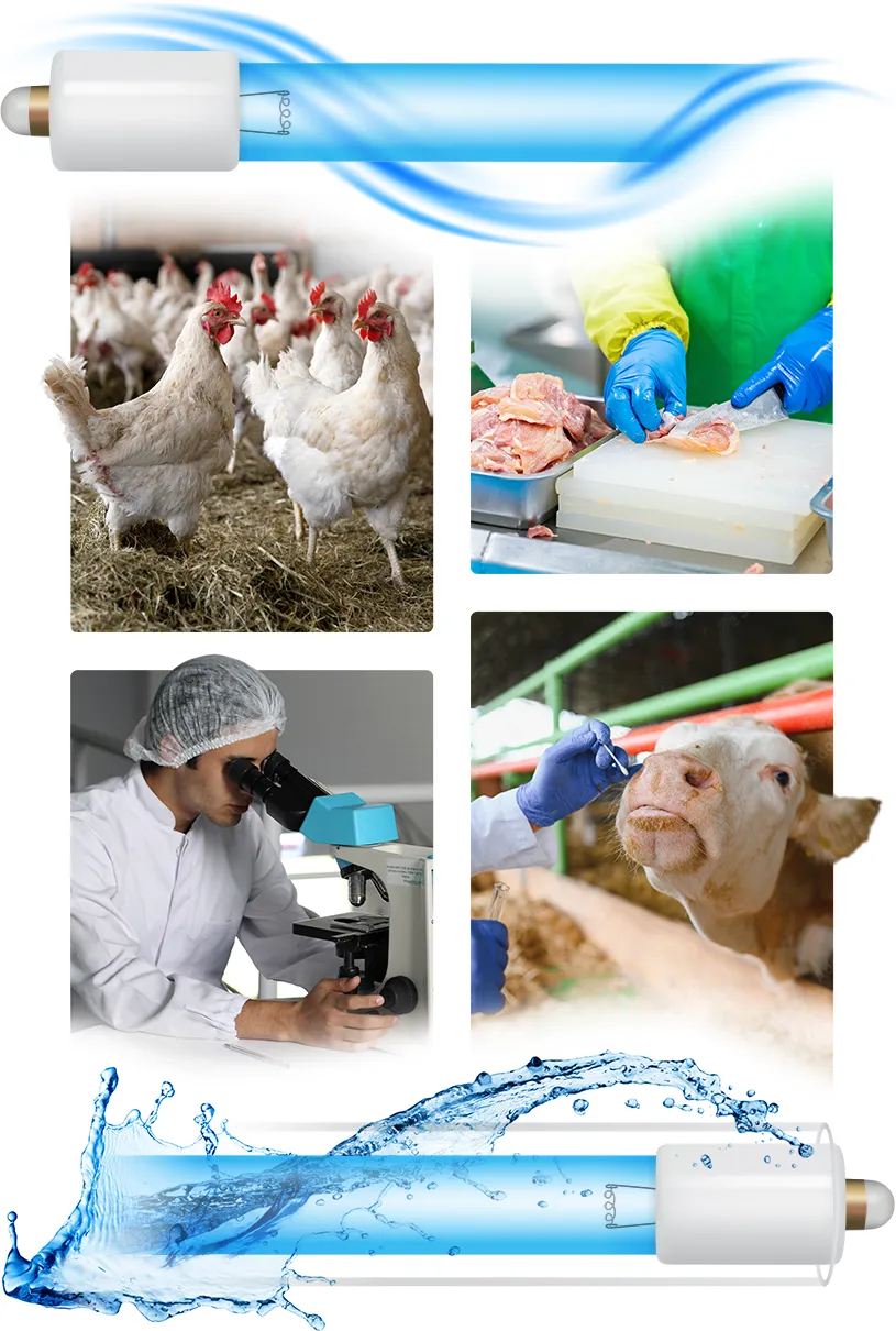 UV applications for avian influenza