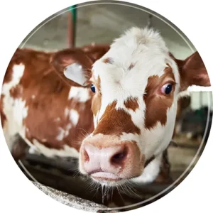 Cows carry Avian influenza