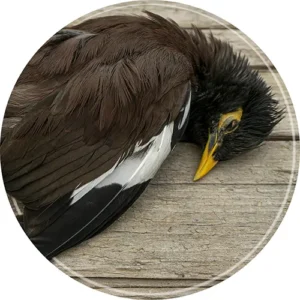 Avian influenza can kill birds