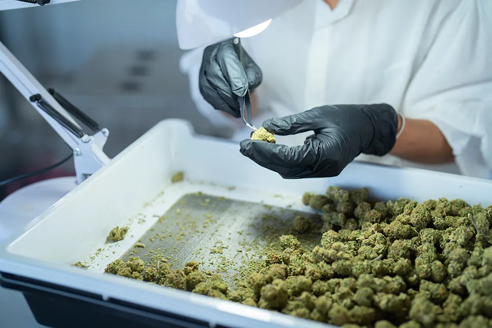 Cannabis cultivation lab