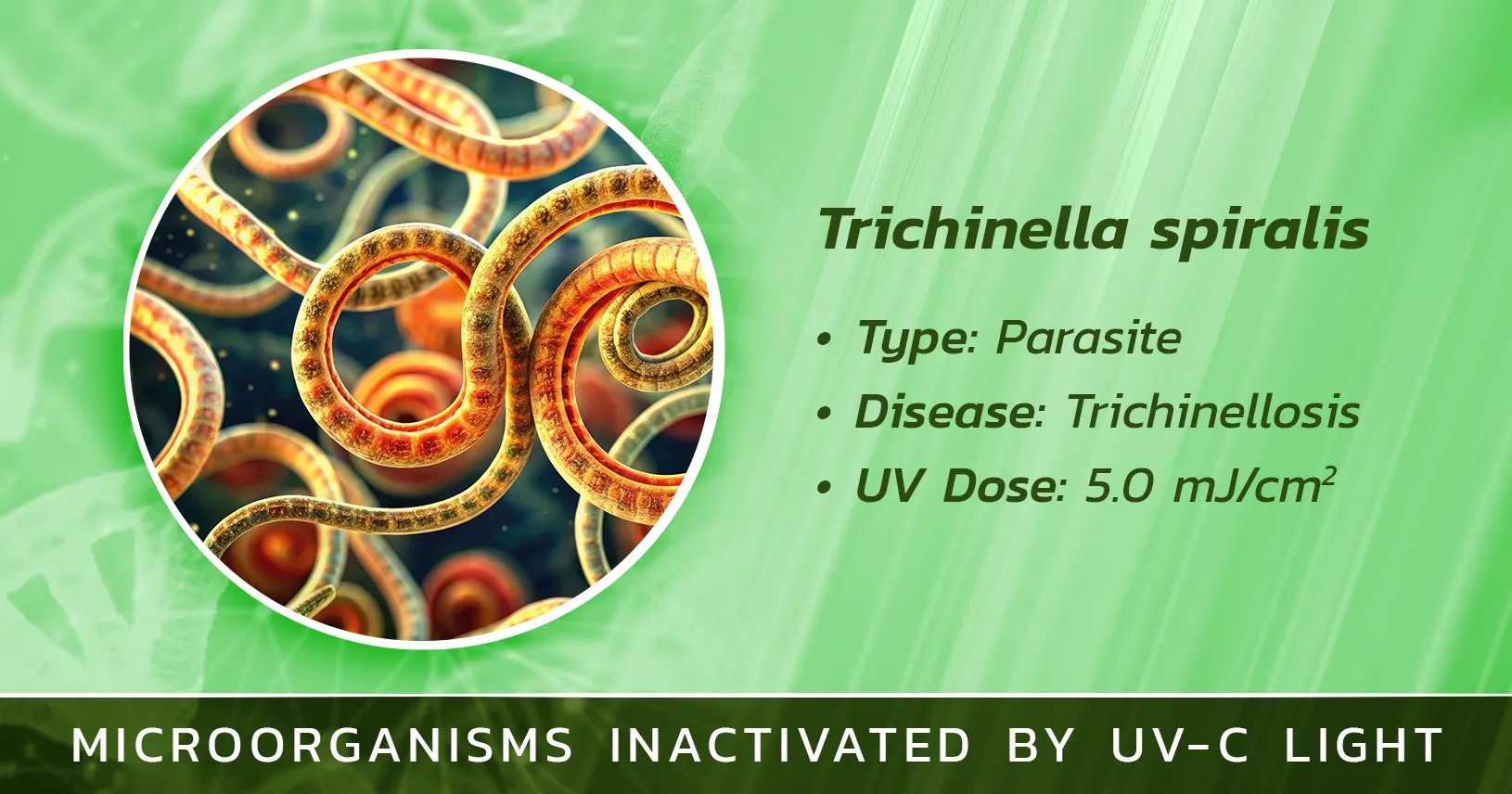 Trichinella spiralis is Inactivated by Germicidal UV Light