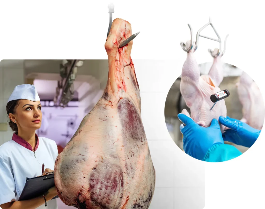 Meat processing workers inspecting and checking carcass temperature
