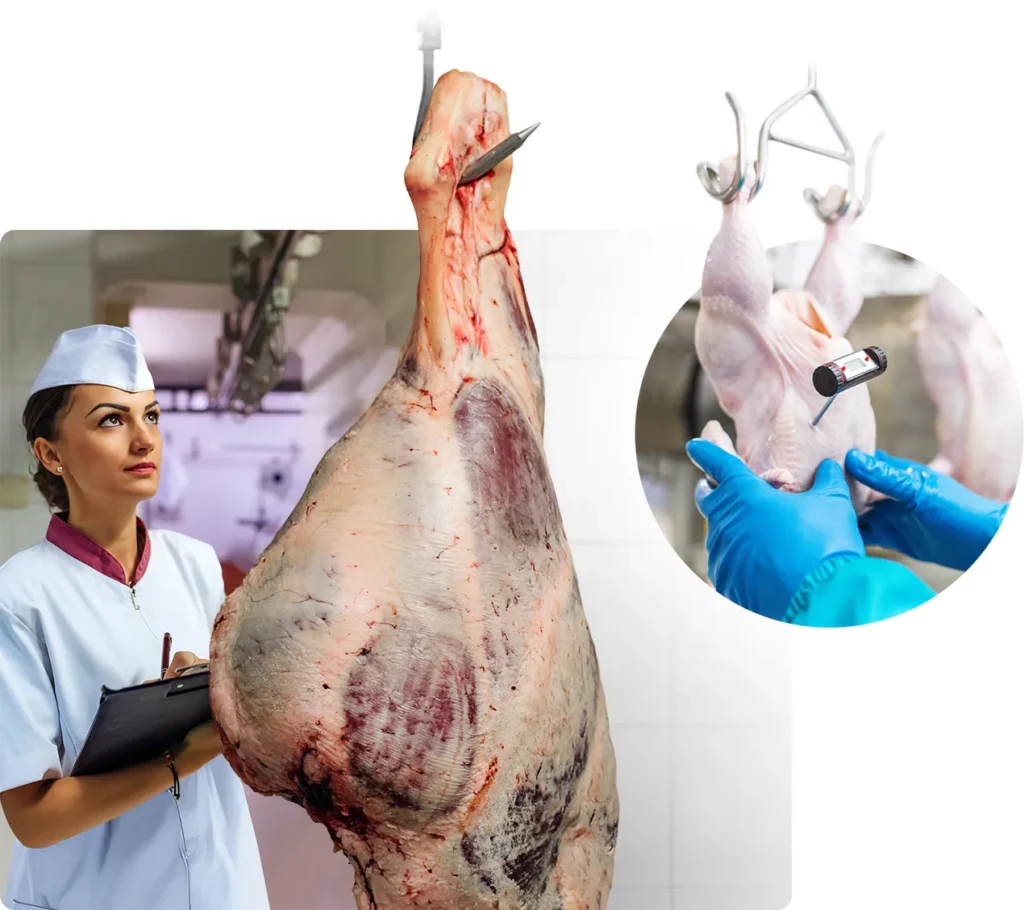 Meat processing workers inspecting and checking carcass temperature